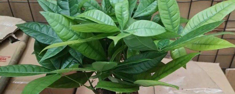发财树叶子撑不开怎么处理，要保证充足的光照条件