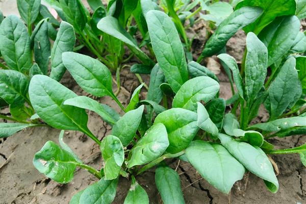 菠菜的播种方法,撒播后覆盖草木灰