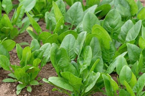 菠菜的播种方法,撒播后覆盖草木灰