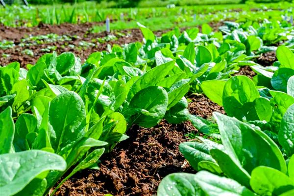 菠菜的播种方法,撒播后覆盖草木灰