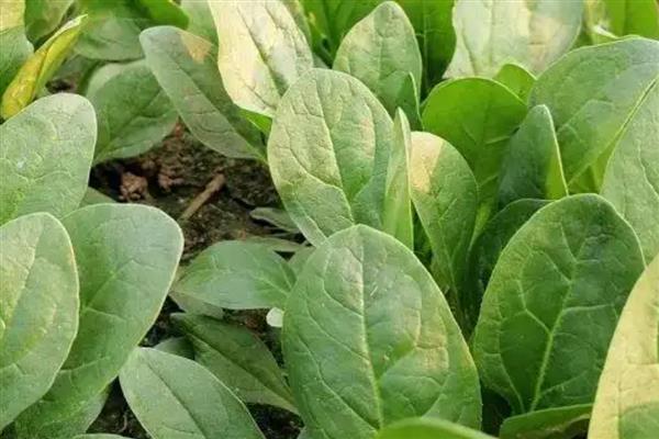 菠菜的播种方法,撒播后覆盖草木灰