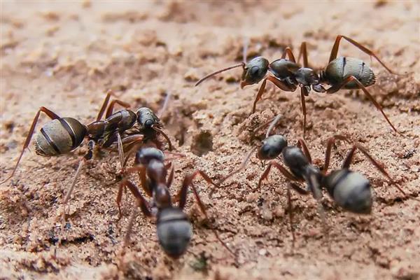 蚂蚁是不是动物，属于昆虫纲膜翅目动物