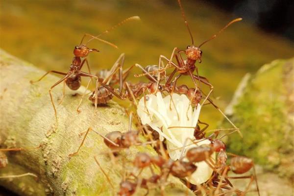 蚂蚁是不是动物，属于昆虫纲膜翅目动物
