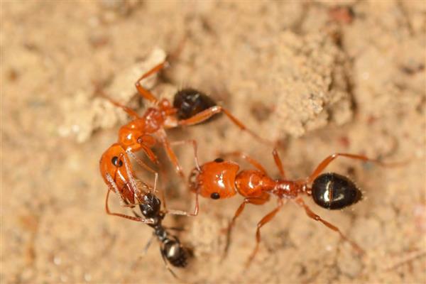 蚂蚁是不是动物，属于昆虫纲膜翅目动物