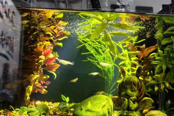 300升水的鱼缸用哪种泵，功率需达到370-750瓦