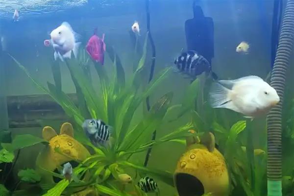 300升水的鱼缸用哪种泵，功率需达到370-750瓦