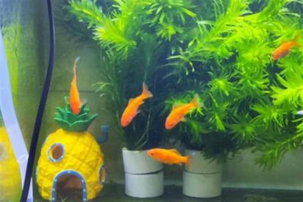 300升水的鱼缸用哪种泵，功率需达到370-750瓦