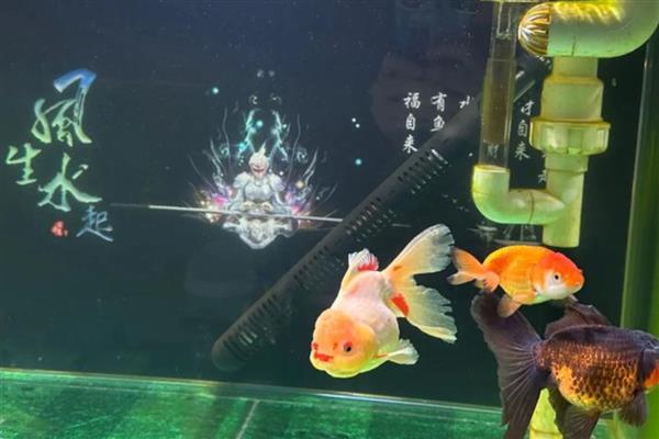 300升水的鱼缸用哪种泵，功率需达到370-750瓦