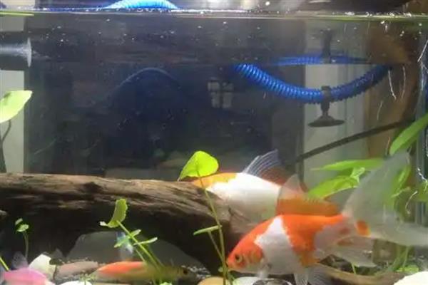 300升水的鱼缸用哪种泵，功率需达到370-750瓦