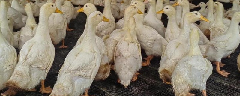 养鸭的方法，每天让它们活动一小时