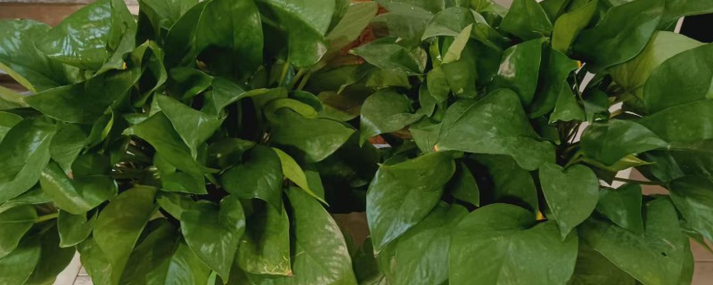 绿萝能不能养在卧室中，养护期间要时常开窗透气