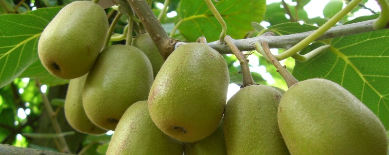 广西乐业县的特产，有乐业猕猴桃、乐业野生刺梨等种类