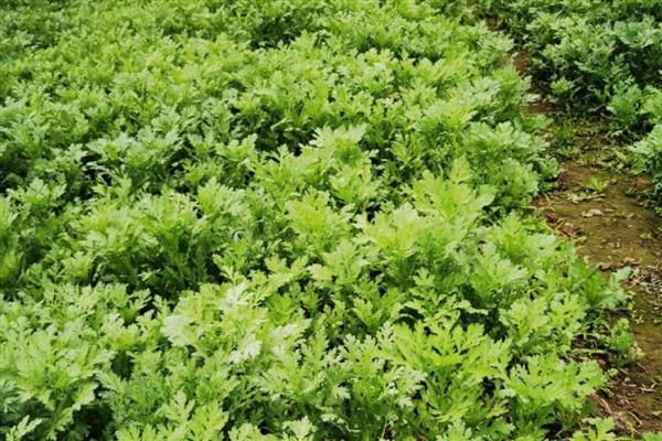 茼蒿的外观，茎干光滑叶片呈椭圆形等形状