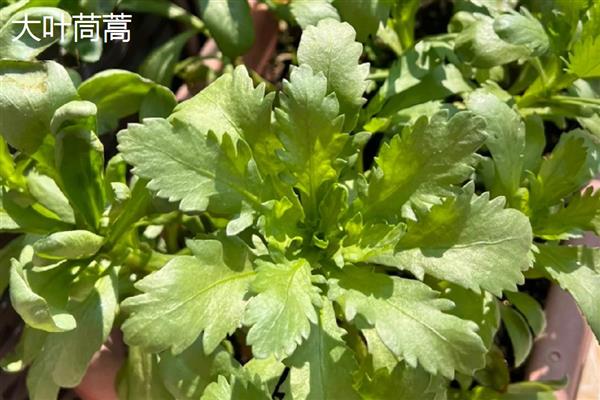 茼蒿的外观，茎干光滑叶片呈椭圆形等形状