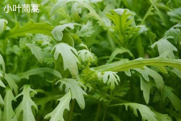 茼蒿的外观，茎干光滑叶片呈椭圆形等形状