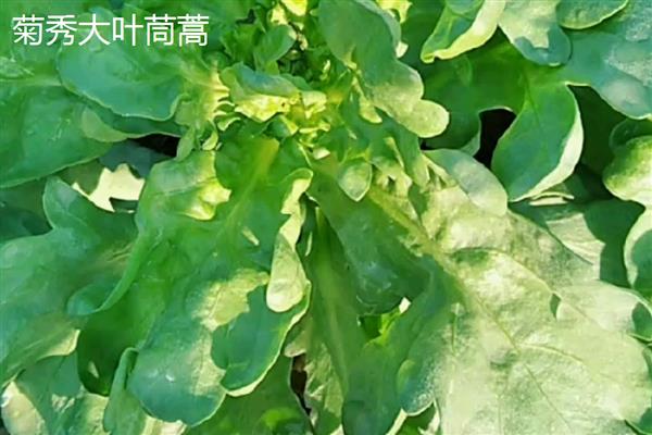 茼蒿的外观，茎干光滑叶片呈椭圆形等形状