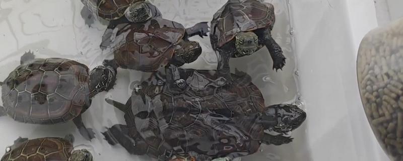 草龟如何喂食，要把食物放在水里