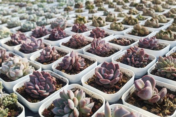 大棚种多肉为什么不用颗粒土，其保肥保水的能力比较差