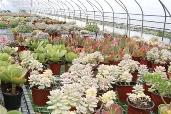 大棚种多肉为什么不用颗粒土，其保肥保水的能力比较差
