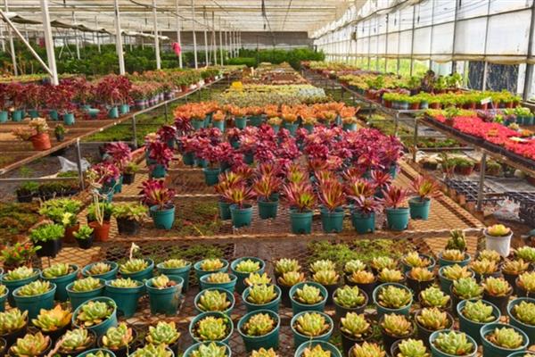 大棚种多肉为什么不用颗粒土，其保肥保水的能力比较差