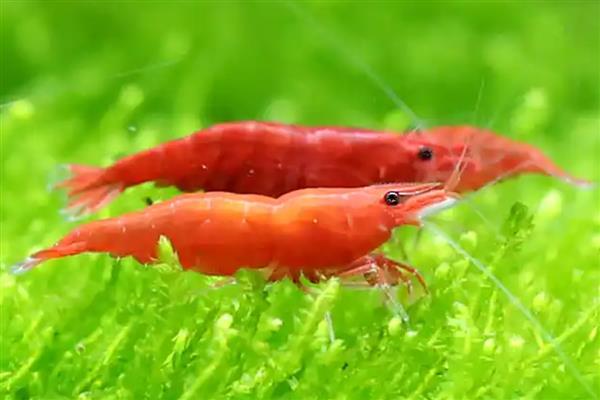 极火虾吃什么,吃藻类食物和微生物