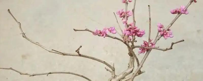 紫荆花叶子变红的原因，可能是光照过强所致