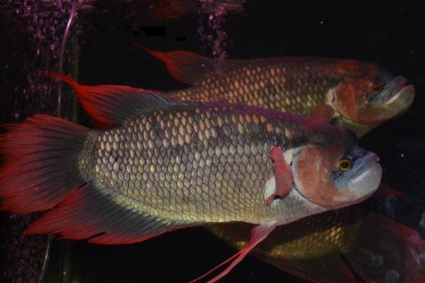 紫红战船鱼好养吗，饲养难度不大
