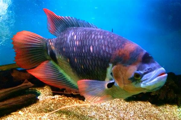紫红战船鱼好养吗，饲养难度不大