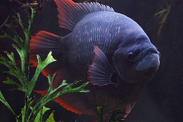 紫红战船鱼好养吗，饲养难度不大