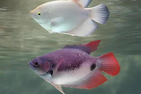 紫红战船鱼好养吗，饲养难度不大