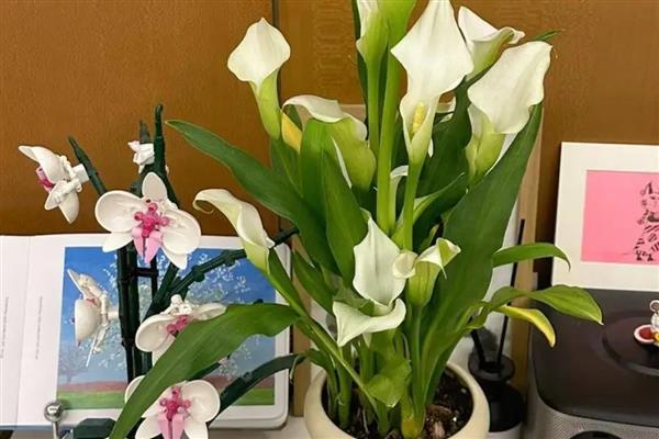 马蹄莲如何无土栽培,推荐白柄种、绿柄种及红柄种