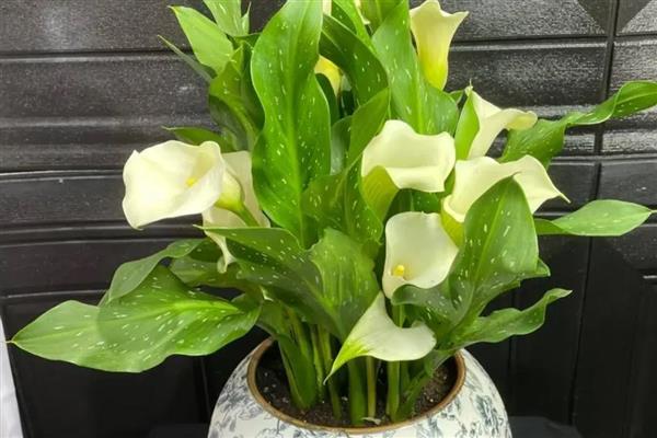 马蹄莲如何无土栽培,推荐白柄种、绿柄种及红柄种