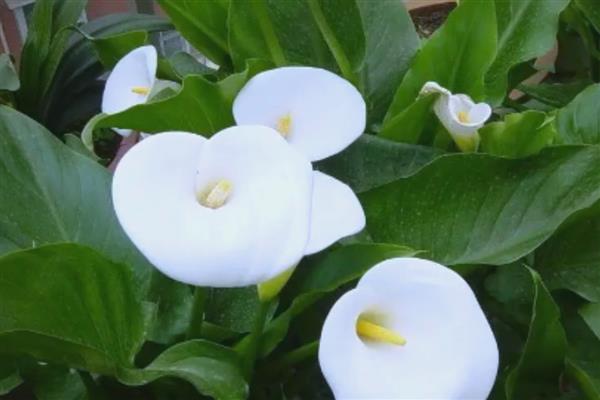 马蹄莲如何无土栽培,推荐白柄种、绿柄种及红柄种