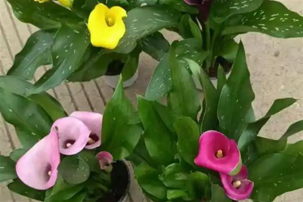 马蹄莲如何无土栽培,推荐白柄种、绿柄种及红柄种