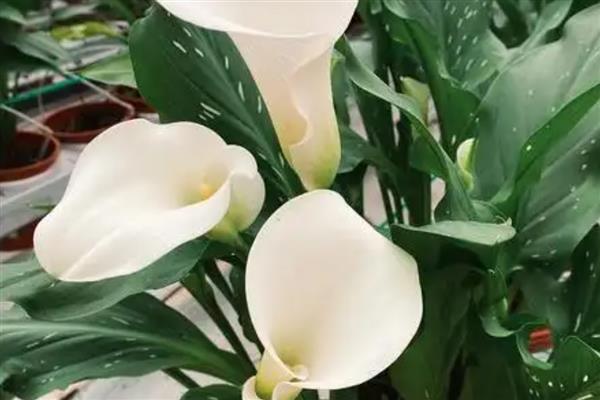 马蹄莲如何无土栽培,推荐白柄种、绿柄种及红柄种
