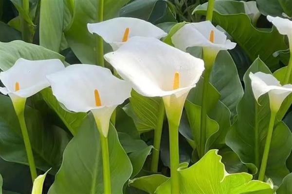 马蹄莲如何无土栽培,推荐白柄种、绿柄种及红柄种