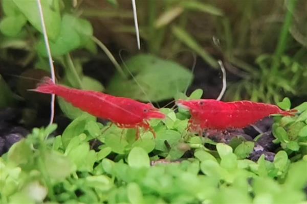 极火虾吃什么,吃藻类食物和微生物