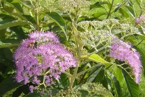 海南省昌江黎族自治县的特产,有裸花紫珠、霸王岭山鸡等