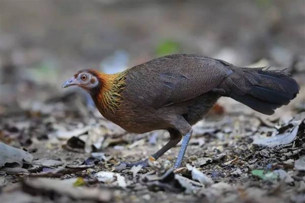 海南省昌江黎族自治县的特产,有裸花紫珠、霸王岭山鸡等