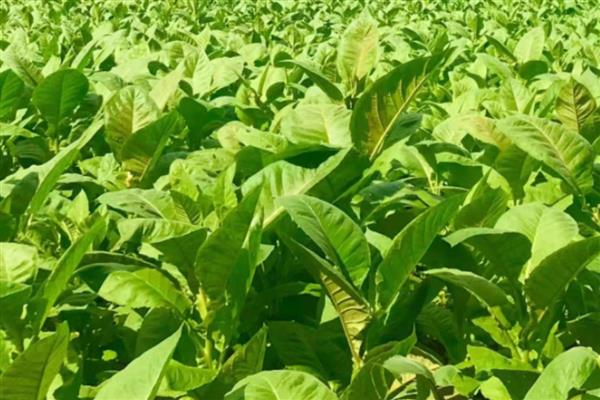 海南省昌江黎族自治县的特产,有裸花紫珠、霸王岭山鸡等