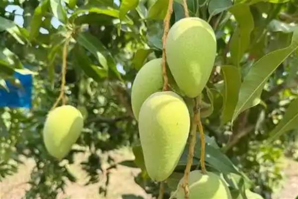 海南省昌江黎族自治县的特产,有裸花紫珠、霸王岭山鸡等