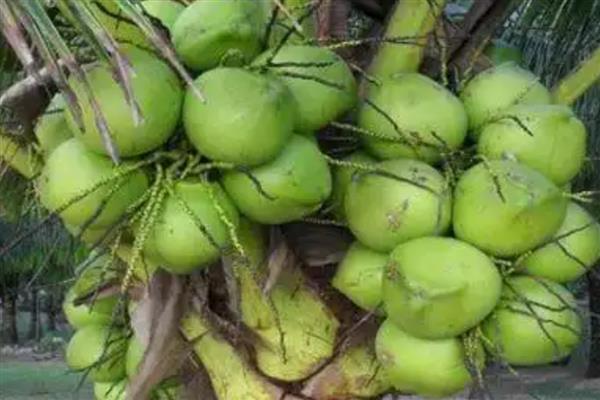 海南省昌江黎族自治县的特产,有裸花紫珠、霸王岭山鸡等