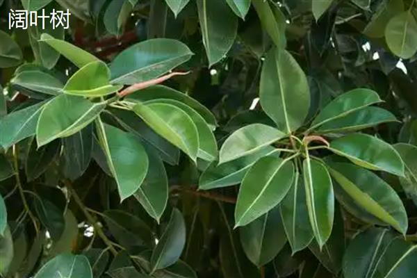 阔叶树与针叶树有什么区别,叶片形状、生长环境等方面都不同