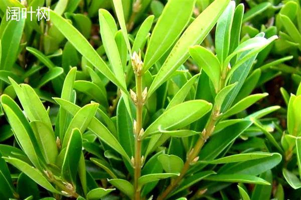 阔叶树与针叶树有什么区别,叶片形状、生长环境等方面都不同