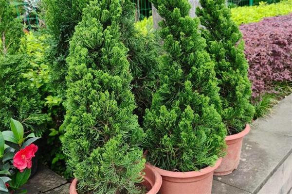 阔叶树与针叶树有什么区别,叶片形状、生长环境等方面都不同