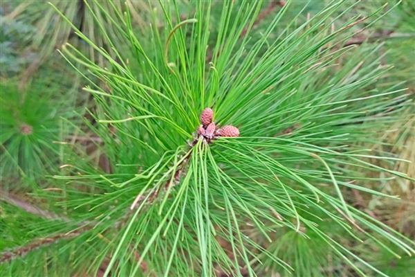 阔叶树与针叶树有什么区别,叶片形状、生长环境等方面都不同