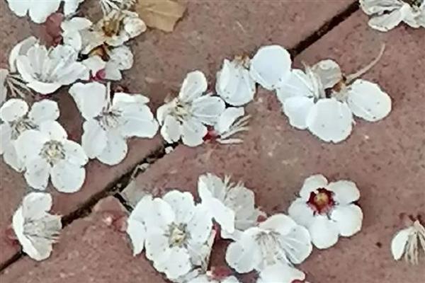 杏树不开花不结果的原因，可能是土壤不适所致