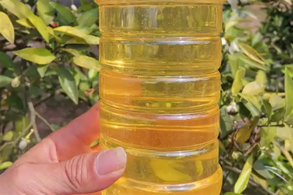 橙花蜜简介,是蜜蜂采集橙树花蜜酿制而成的