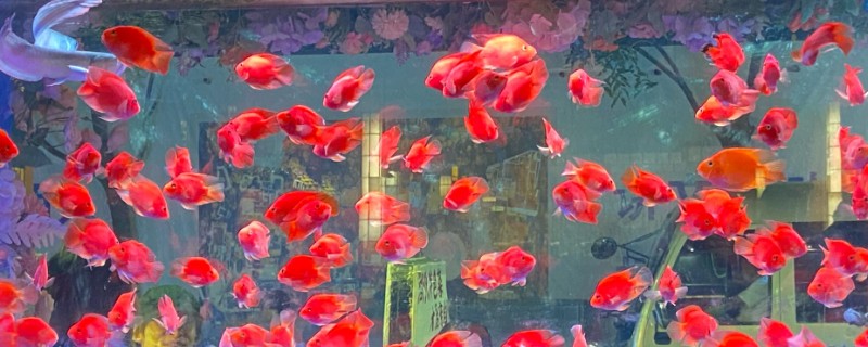 鱼缺氧有什么症状，会出现浮头、鱼体倾斜等情况