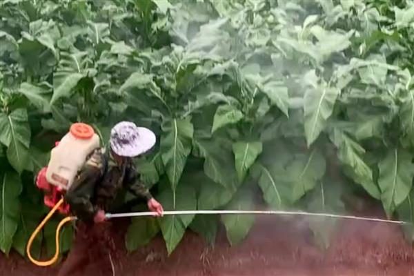 喹硫磷的使用注意事项,每季作物最多只能使用3次